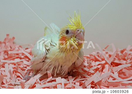 オカメインコ　ルチノー 10603926