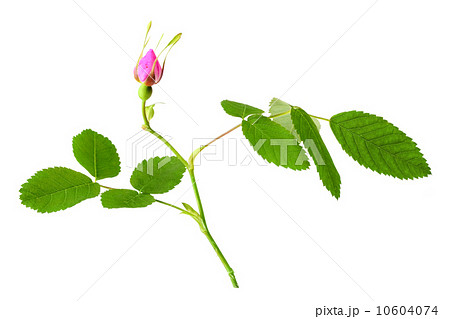 Dog rose with leaf and bud 10604074