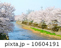 川岸の満開の桜【横】 川岸の満開の桜【横】 10604191