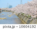 川岸の満開の桜【横】 10604192