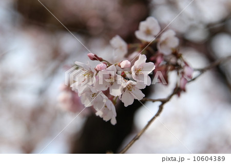 桜の花(3) 10604389