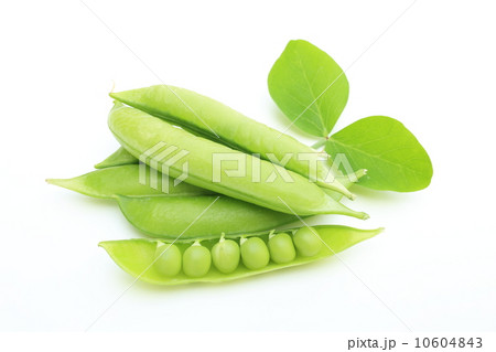 エンドウマメ 10604843