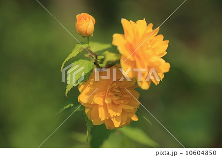 自然　植物　ヤエヤマブキの花 10604850