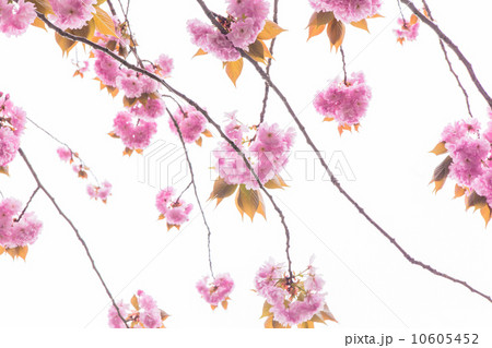 満開の八重桜の枝 満開の八重桜の枝 10605452