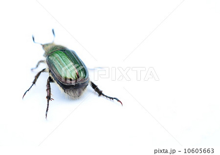 逃走するヒラタアオコガネ♪ 10605663