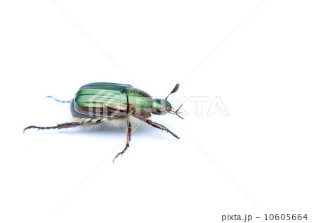 メタリックなヒラタアオコガネ♪ 10605664