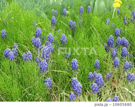 野に咲くムスカリ (春) 野に咲くムスカリ (春) 10605680