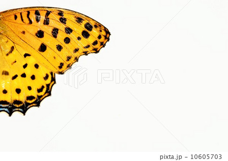ツマグロヒョウモンの綺麗な羽根 白背景 ツマグロヒョウモンの綺麗な羽根 白背景 10605703