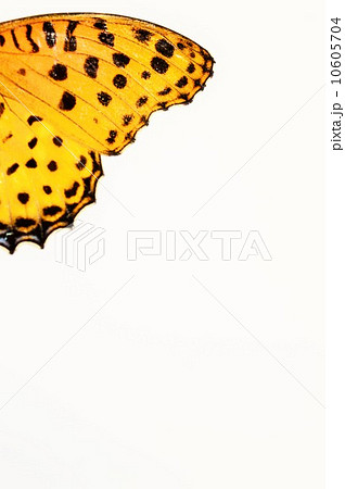 ツマグロヒョウモンの綺麗な羽根　白背景 10605704