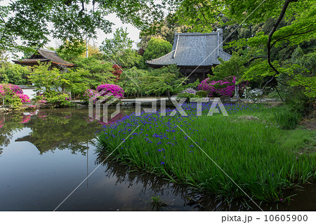 奈良　長岳寺　放生池の杜若と境内のツツジ（横位置） 10605900