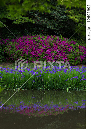奈良 長岳寺 放生池に映るツツジと杜若 奈良 長岳寺 放生池に映るツツジと杜若 10605902