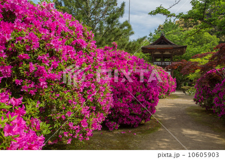 奈良　長岳寺　鐘楼門とツツジ（横位置） 10605903