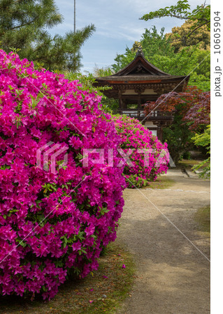 奈良　長岳寺　鐘楼門とツツジ（縦位置） 10605904