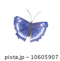 蝶々 10605907