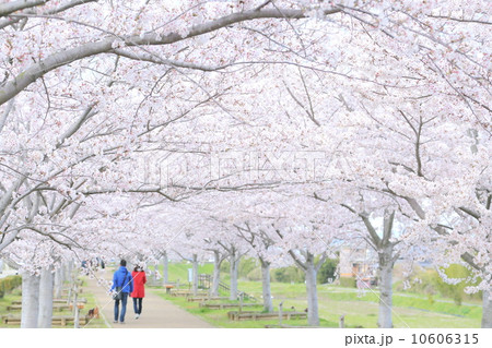 桜の木と歩行者 10606315