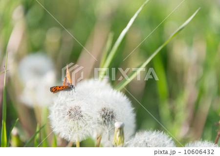 タンポポの綿毛 季節の花写真素材の写真素材