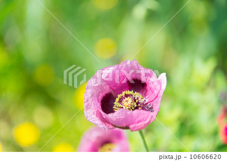 アツミゲシ　季節の花　写真素材 10606620