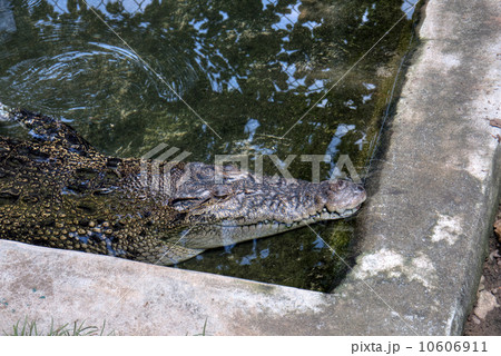 Mugger Crocodile (Crocodylus palustris) also called the Indian, Indus, Persian, marsh crocodile 10606911