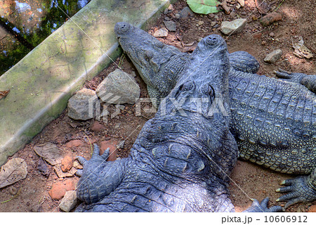 Mugger Crocodile (Crocodylus palustris) also called the Indian, Indus, Persian, marsh crocodile Mugger Crocodile (Crocodylus palustris) also called the Indian, Indus, Persian, marsh crocodile 10606912