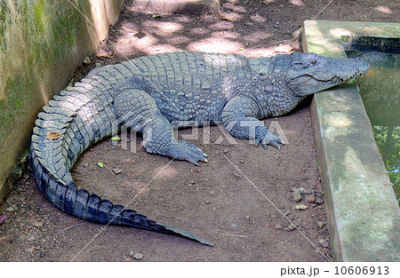 Mugger Crocodile (Crocodylus palustris) also called the Indian, Indus, Persian, marsh crocodile Mugger Crocodile (Crocodylus palustris) also called the Indian, Indus, Persian, marsh crocodile 10606913