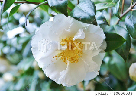 花の背景素材 八重咲き白椿のピュアな花一輪 横位置の写真素材