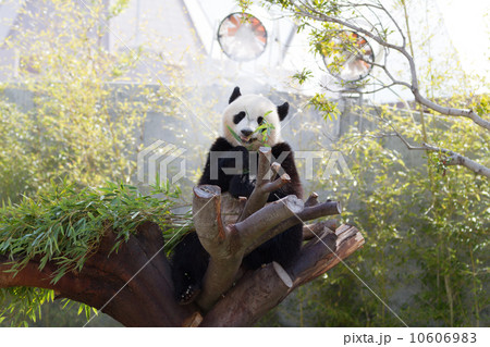 ジャイアントパンダ 10606983