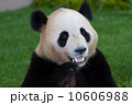 ジャイアントパンダ 10606988