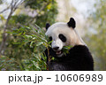 ジャイアントパンダ 10606989