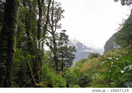 ５月　風景・雨林地帯38フィヨルドランド 10607129
