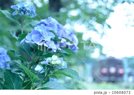 紫陽花とわたらせ渓谷鐵道 10608073