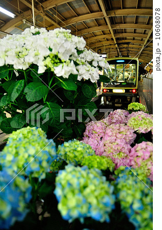 江ノ電・藤沢駅の紫陽花　- Hydrangeas at Fujisawa Station - 10608078