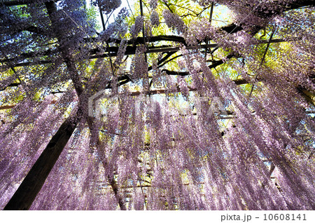 河内藤園 10608141