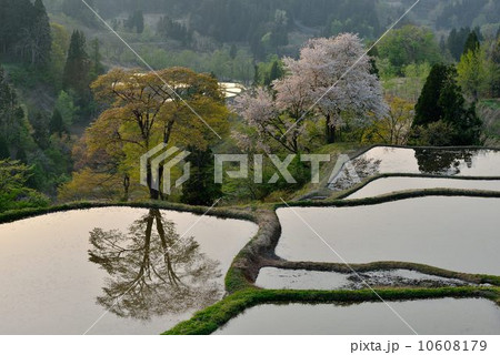 儀明の棚田・桜 儀明の棚田・桜 10608179