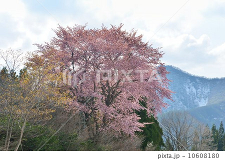 南魚沼清水の桜と雪山 10608180