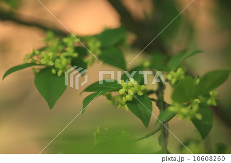 自然　植物　紅葉がきれいなニシキギ、花は目立ちません 10608260
