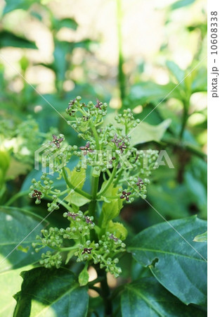 目立たない花・アオキの雄株の紫褐色の雄花・縦位置 目立たない花・アオキの雄株の紫褐色の雄花・縦位置 10608338