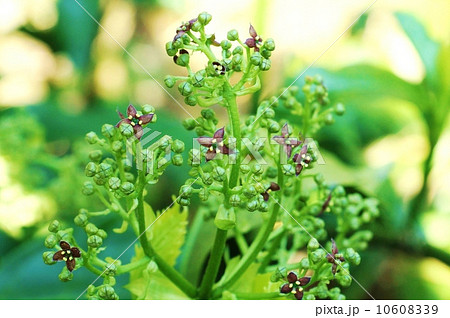 目立たない花・アオキの雄株の紫褐色の雄花・横位置 目立たない花・アオキの雄株の紫褐色の雄花・横位置 10608339