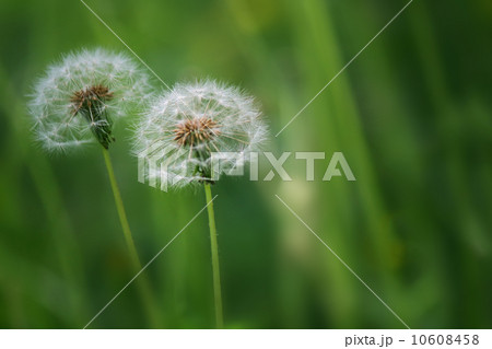 タンポポの綿毛 10608458