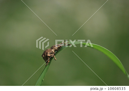 生き物　昆虫　シロコブゾウムシ、見ようによっては鳥の糞みたいです 10608535