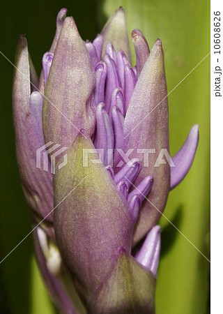 コクリオステマ・オドラティツシムム 10608626