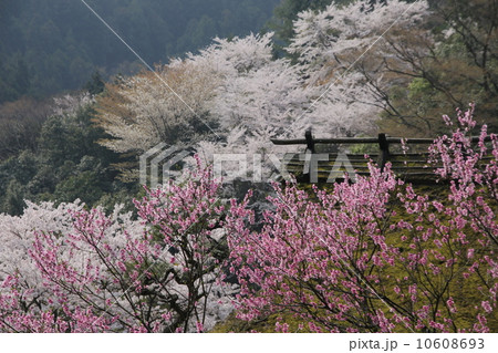 藁ぶりやねと桜 藁ぶりやねと桜 10608693