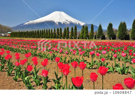 花の都公園からチューリップと富士山 花の都公園からチューリップと富士山 10608847