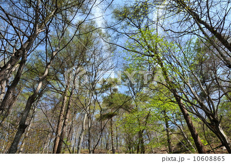 群馬県　神津牧場 10608865