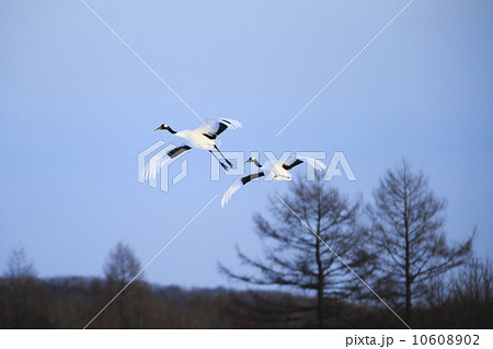 タンチョウ 10608902