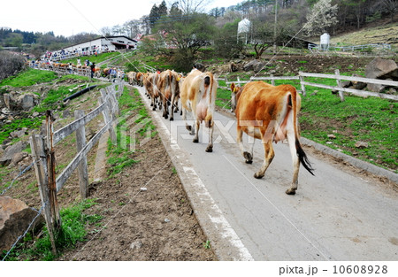 群馬県 神津牧場 牛の行列 群馬県 神津牧場 牛の行列 10608928