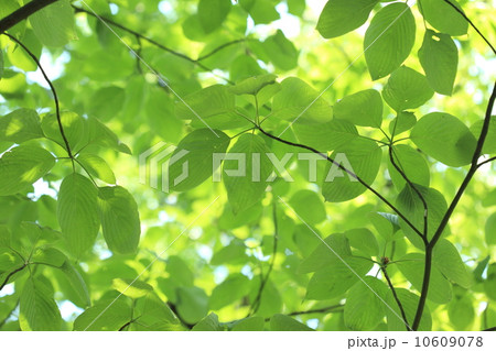 自然 植物 ミズキの若い葉と木漏れ日 自然 植物 ミズキの若い葉と木漏れ日 10609078