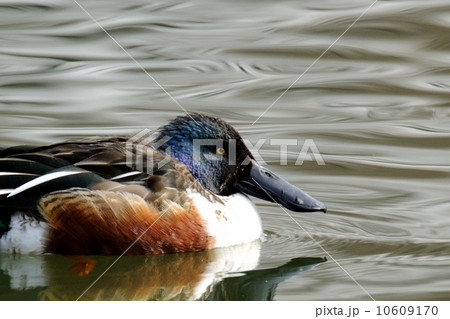 ハシビロガモ 10609170
