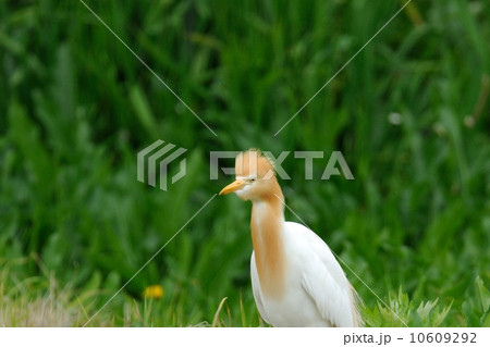 アマサギ 10609292