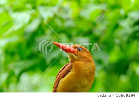 アカショウビン 10609294