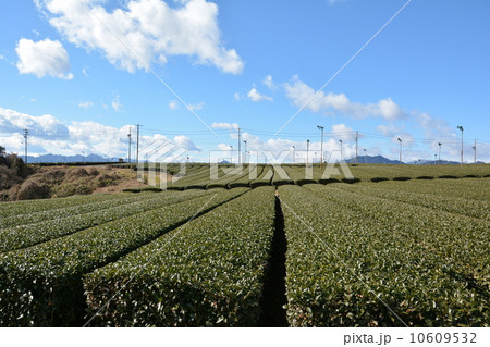 伊勢茶畑 10609532